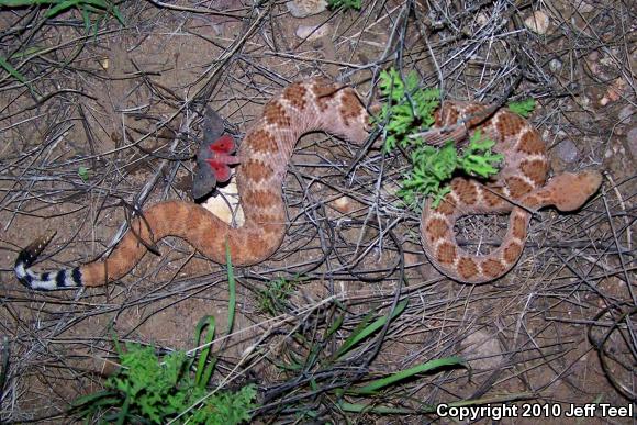 Western Diamond-backed Rattlesnake (Crotalus atrox)