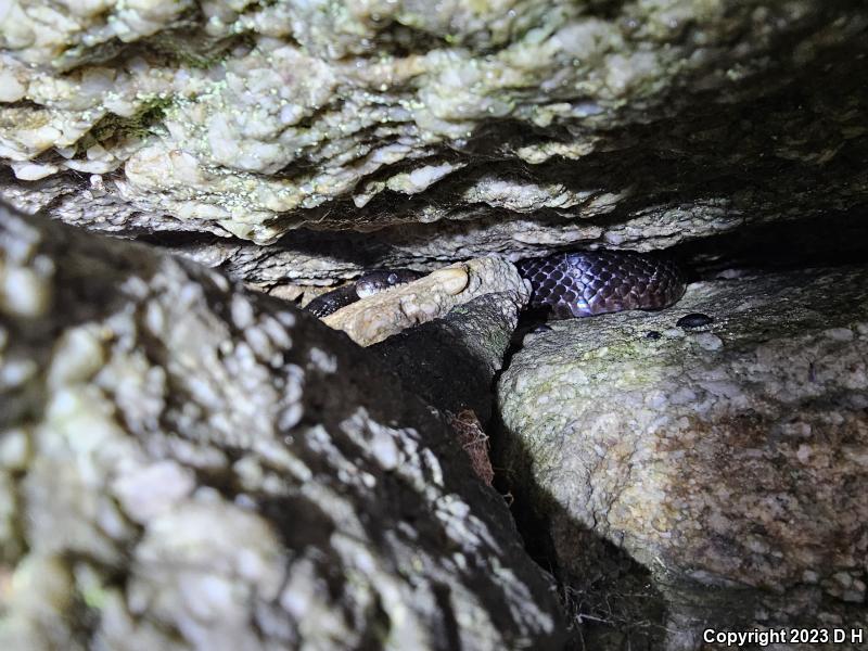 Black Ratsnake (Pantherophis obsoletus obsoletus)