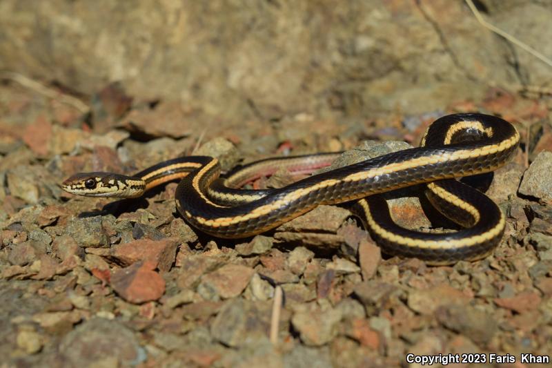 Alameda Striped Racer (Coluber lateralis euryxanthus)