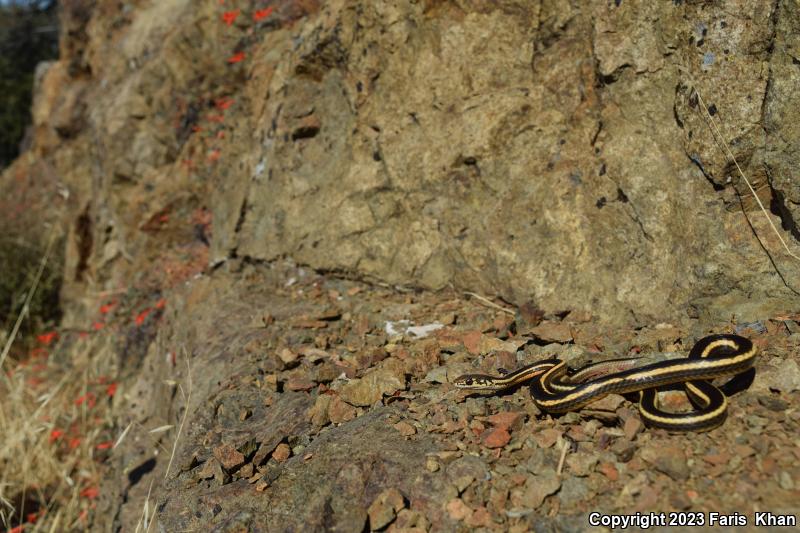 Alameda Striped Racer (Coluber lateralis euryxanthus)