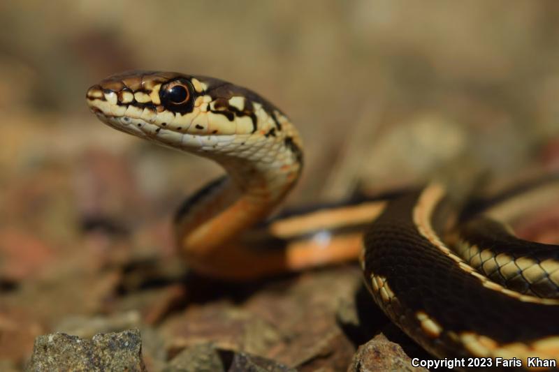 Alameda Striped Racer (Coluber lateralis euryxanthus)