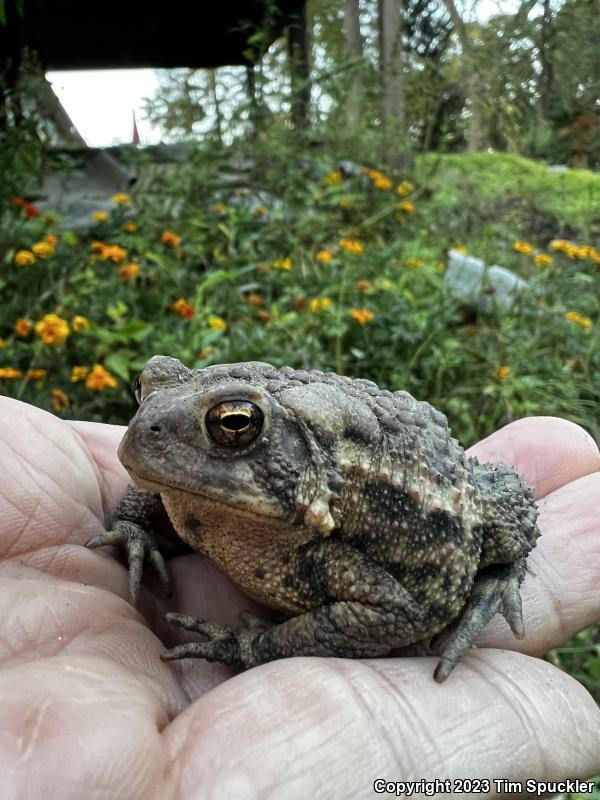 Eastern American Toad (Anaxyrus americanus americanus)