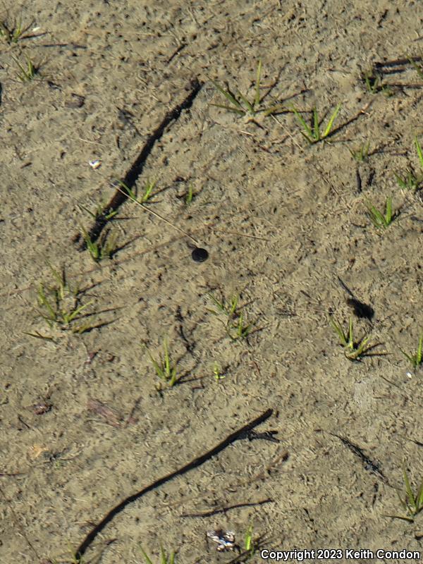 Yosemite Toad (Anaxyrus canorus)