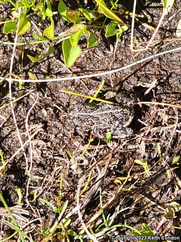 Yosemite Toad (Anaxyrus canorus)