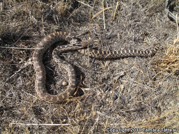 Gopher Snake (Pituophis catenifer)