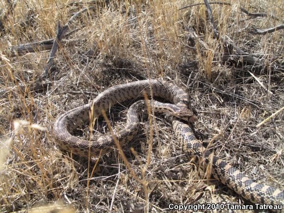 Gopher Snake (Pituophis catenifer)