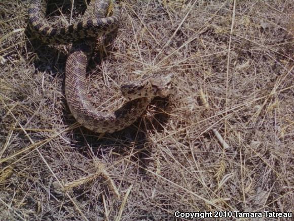 Gopher Snake (Pituophis catenifer)