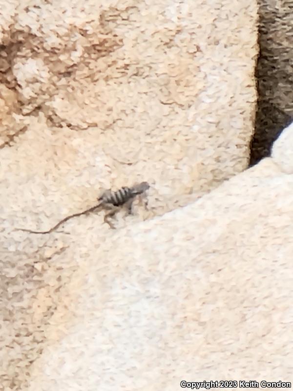 Baja California Collared Lizard (Crotaphytus vestigium)