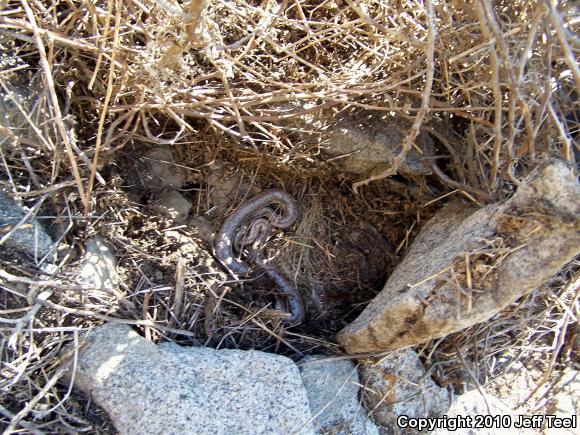 Coastal Rosy Boa (Lichanura trivirgata roseofusca)