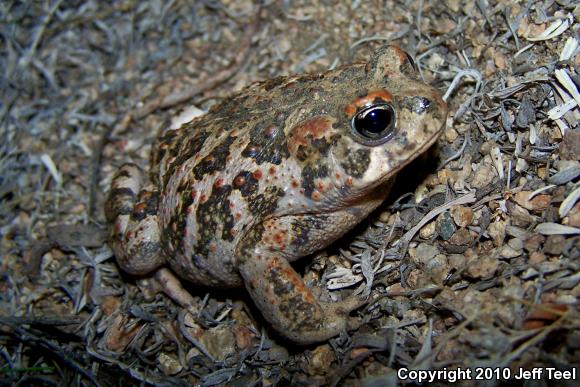 Southern California Toad (Anaxyrus boreas halophilus)