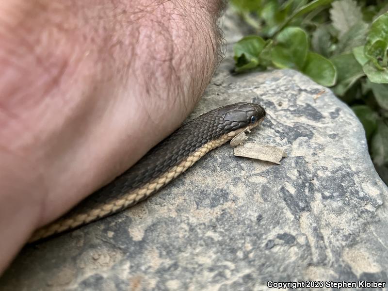 Queensnake (Regina septemvittata)