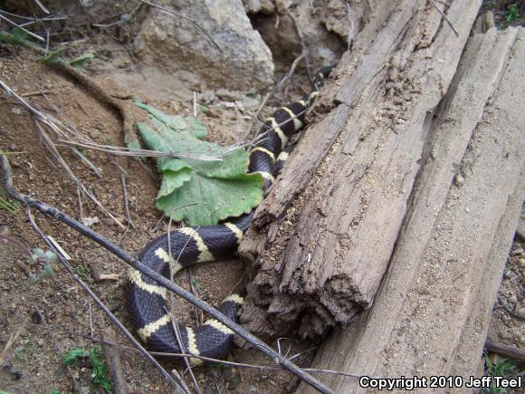 California Kingsnake (Lampropeltis getula californiae)