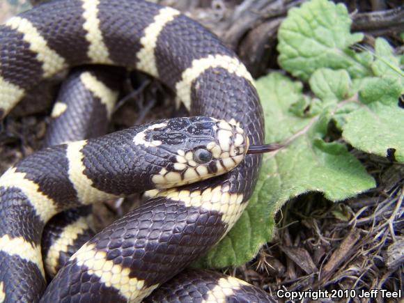 California Kingsnake (Lampropeltis getula californiae)