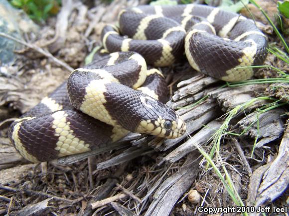 California Kingsnake (Lampropeltis getula californiae)