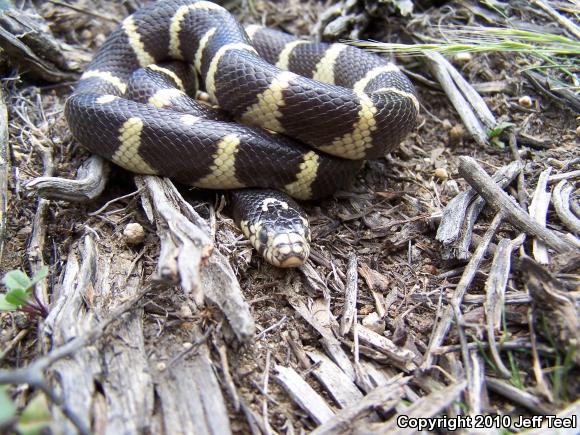 California Kingsnake (Lampropeltis getula californiae)