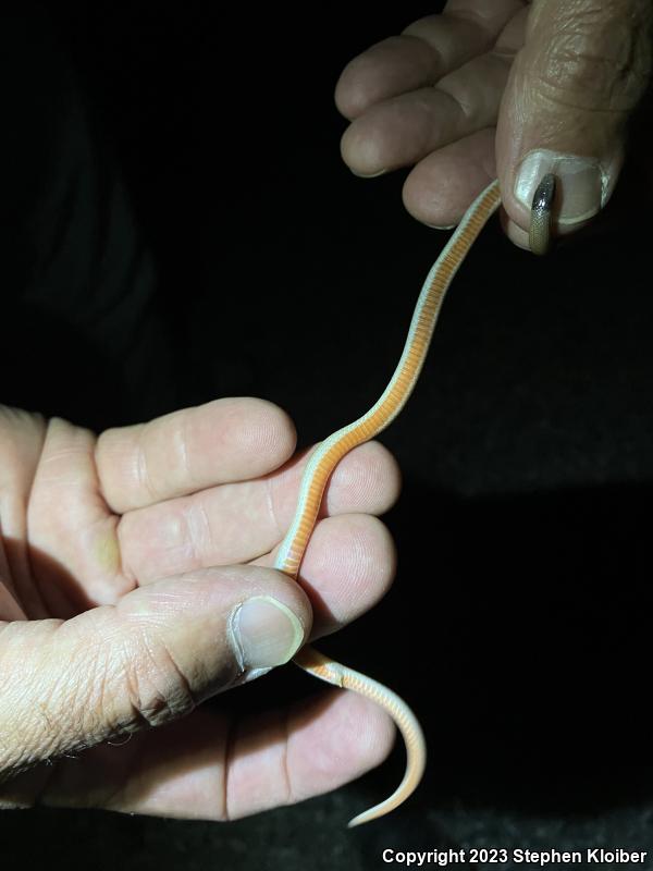 Smith's Black-headed Snake (Tantilla hobartsmithi)