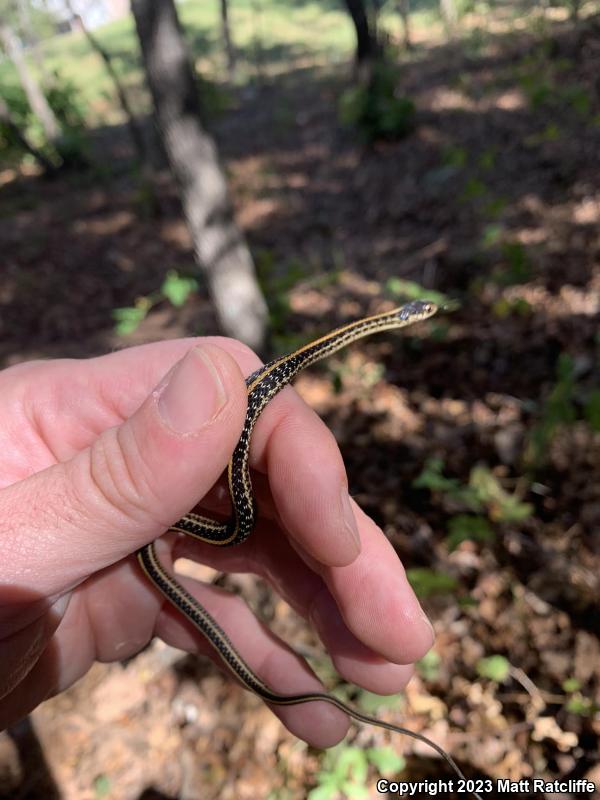 Texas Gartersnake (Thamnophis sirtalis annectens)