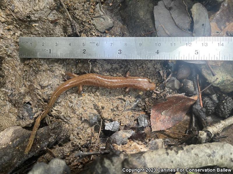 Spring Salamander (Gyrinophilus porphyriticus)