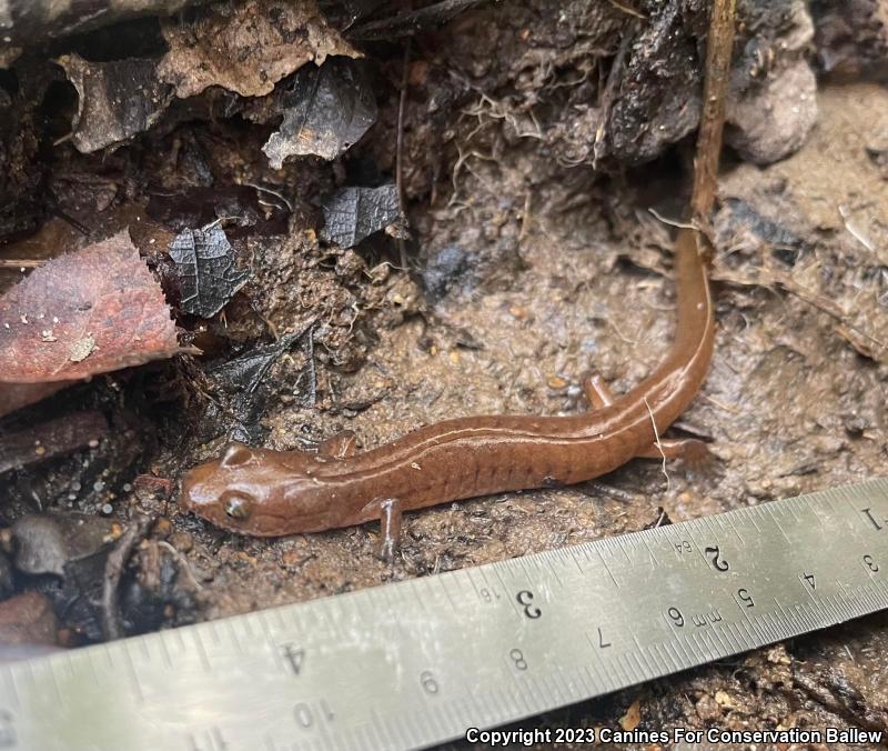 Spring Salamander (Gyrinophilus porphyriticus)