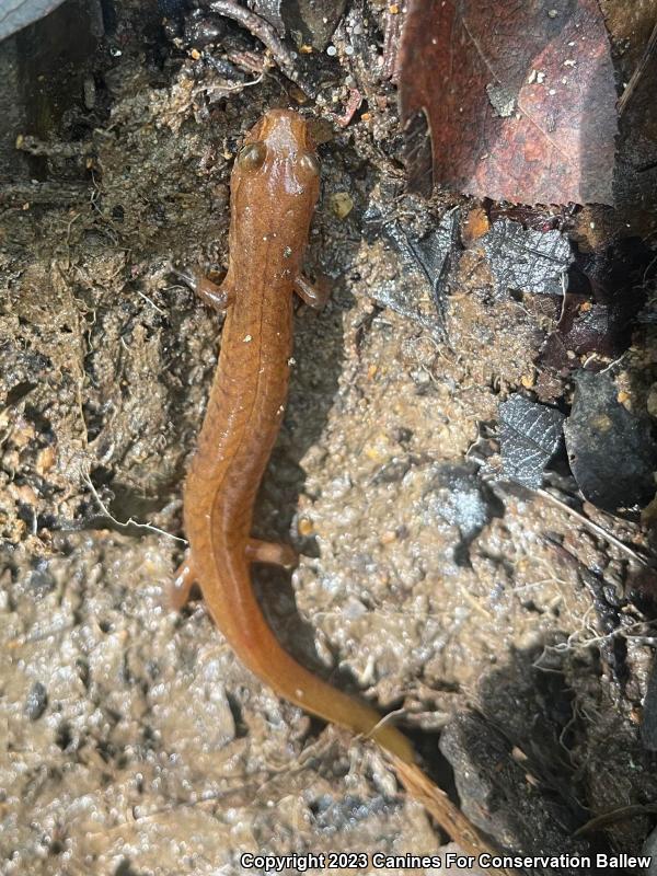 Spring Salamander (Gyrinophilus porphyriticus)