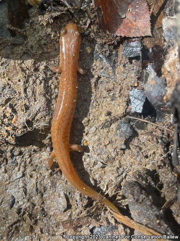 Spring Salamander (Gyrinophilus porphyriticus)