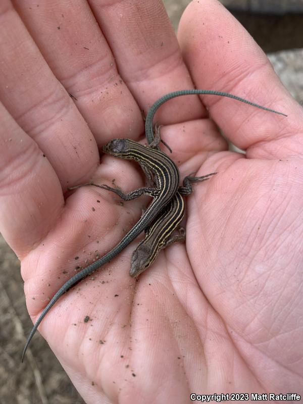 Prairie Racerunner (Aspidoscelis sexlineata viridis)