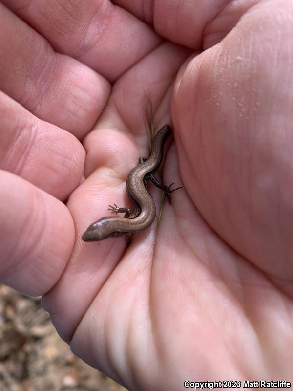 Little Brown Skink (Scincella lateralis)