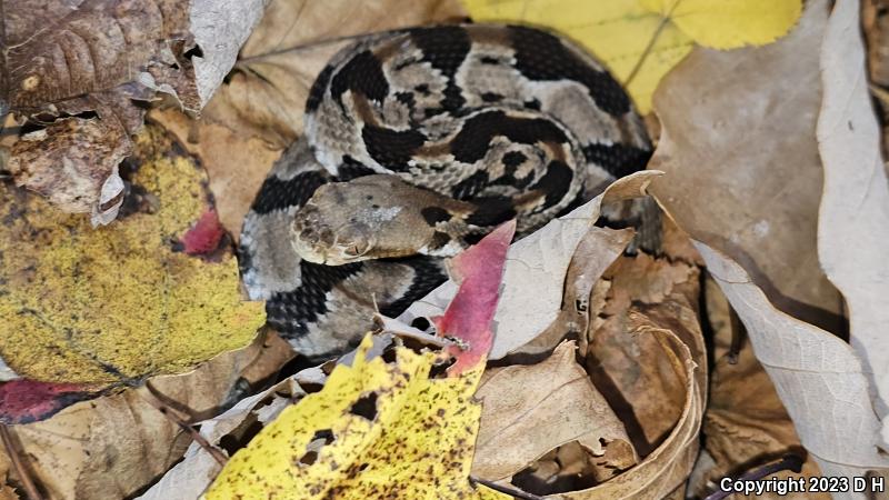 Timber Rattlesnake (Crotalus horridus)