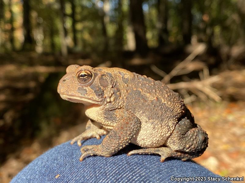 American Toad (Anaxyrus americanus)