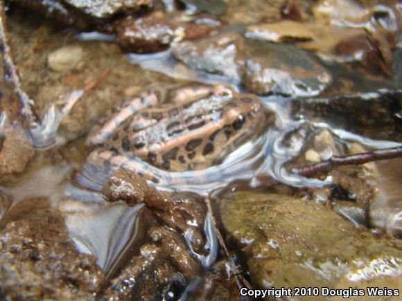 Pickerel Frog (Lithobates palustris)