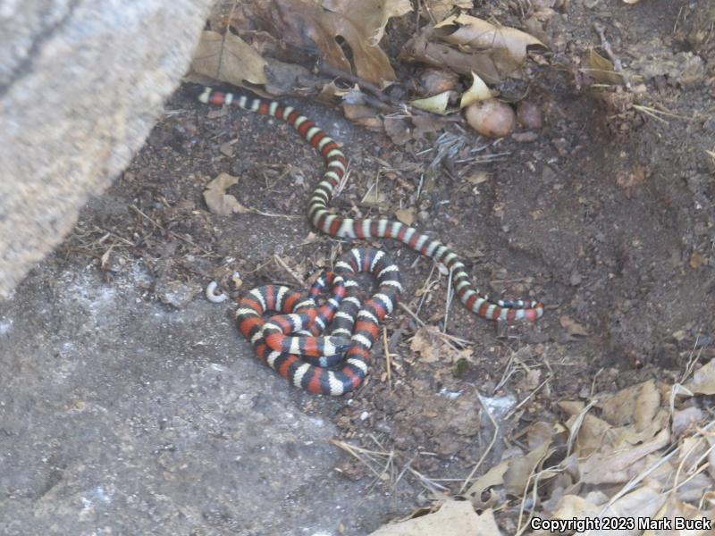 Sierra Mountain Kingsnake (Lampropeltis zonata multicincta)