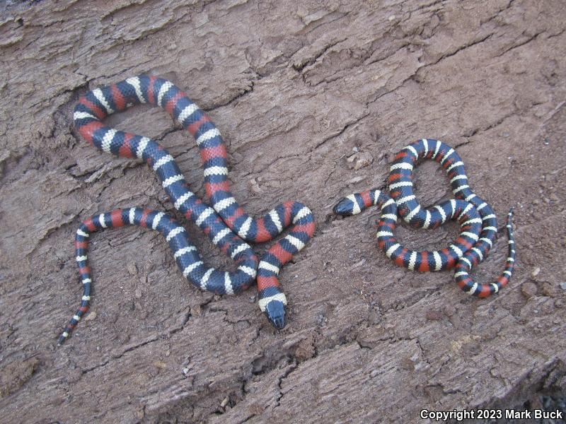 Sierra Mountain Kingsnake (Lampropeltis zonata multicincta)