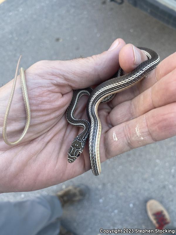 Desert Striped Whipsnake (Coluber taeniatus taeniatus)