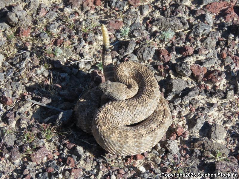 Panamint Rattlesnake (Crotalus stephensi)