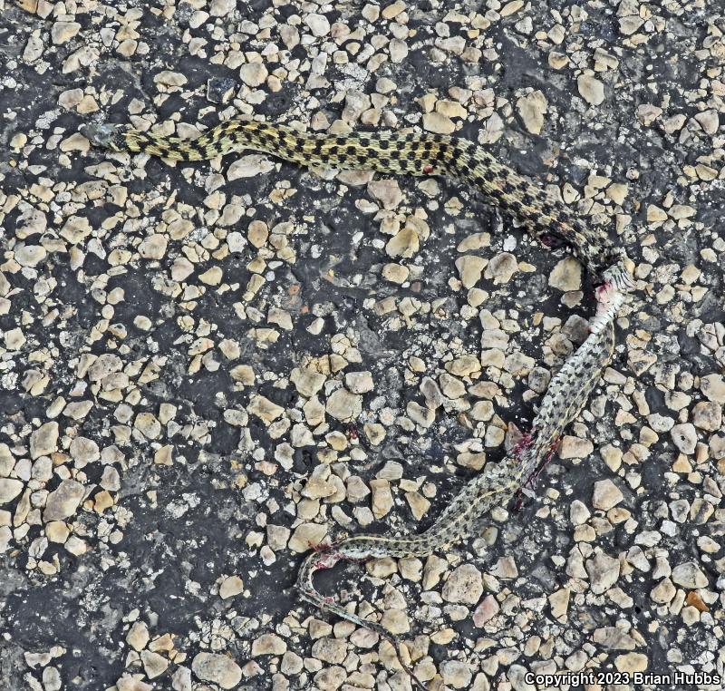 Checkered Gartersnake (Thamnophis marcianus marcianus)