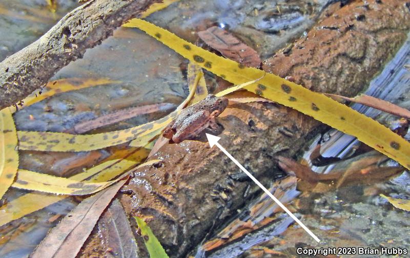 Eastern Cricket Frog (Acris crepitans crepitans)