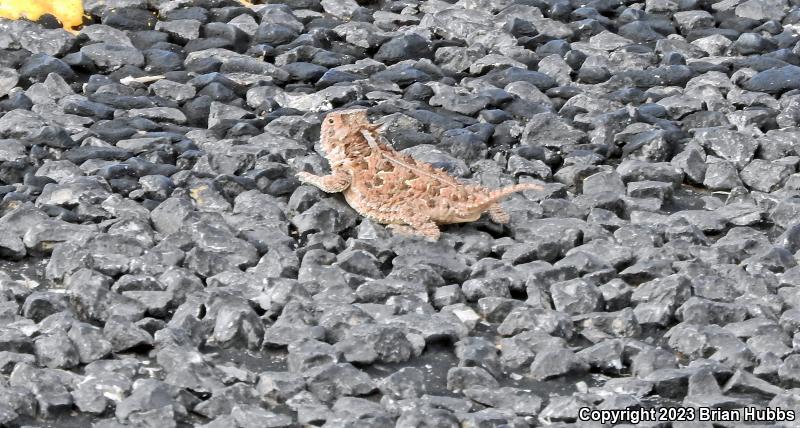 Texas Horned Lizard (Phrynosoma cornutum)