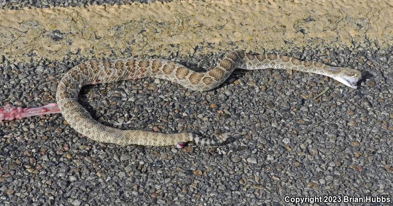 Prairie Rattlesnake (Crotalus viridis)