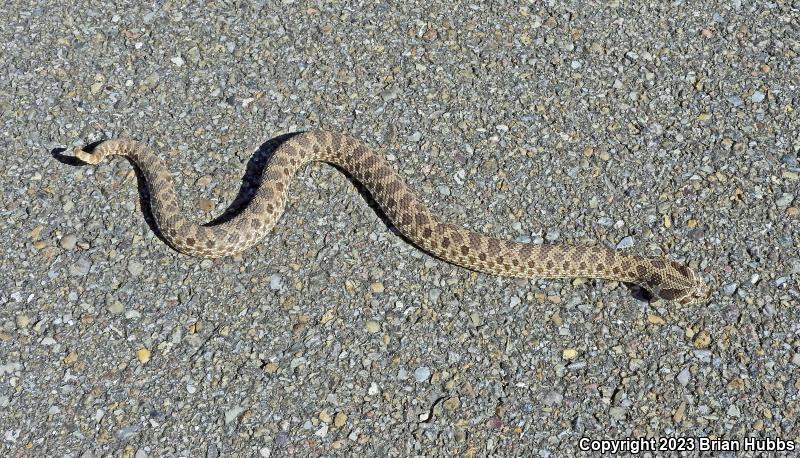 Plains Hog-nosed Snake (Heterodon nasicus)