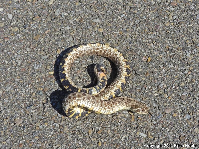 Plains Hog-nosed Snake (Heterodon nasicus)