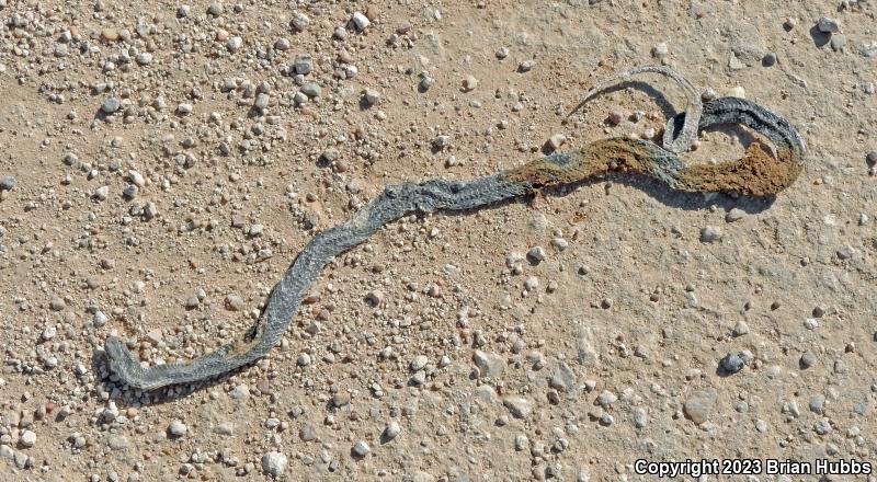 Regal Ring-necked Snake (Diadophis punctatus regalis)