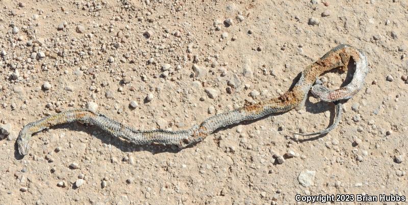 Regal Ring-necked Snake (Diadophis punctatus regalis)