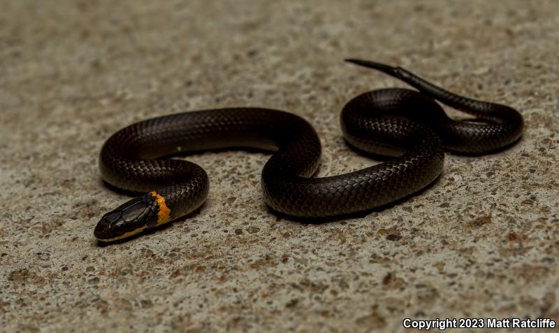 Prairie Ring-necked Snake (Diadophis punctatus arnyi)