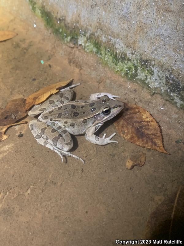 Southern Leopard Frog (Lithobates sphenocephalus utricularius)