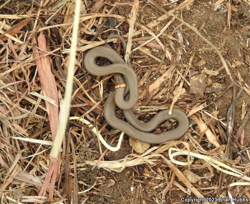 Prairie Ring-necked Snake (Diadophis punctatus arnyi)