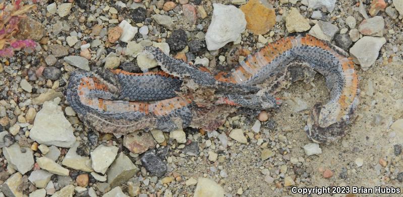 Prairie Ring-necked Snake (Diadophis punctatus arnyi)