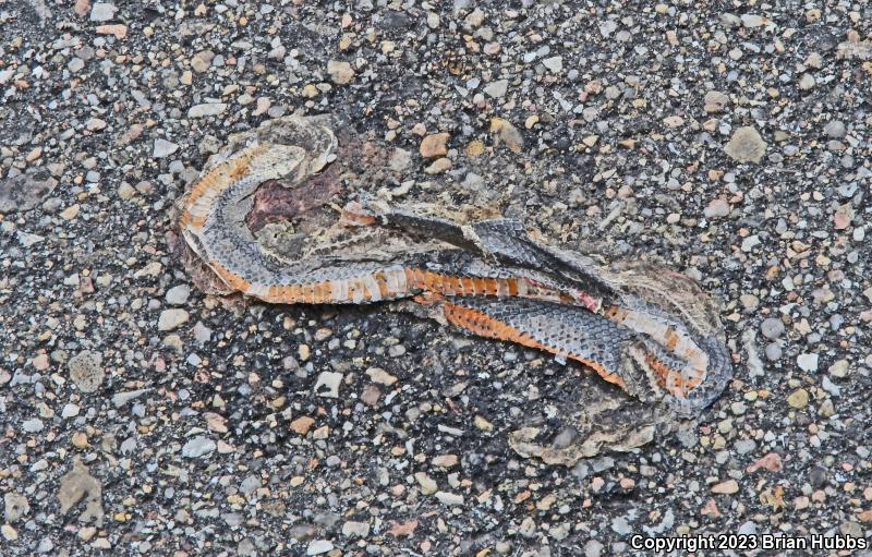 Prairie Ring-necked Snake (Diadophis punctatus arnyi)