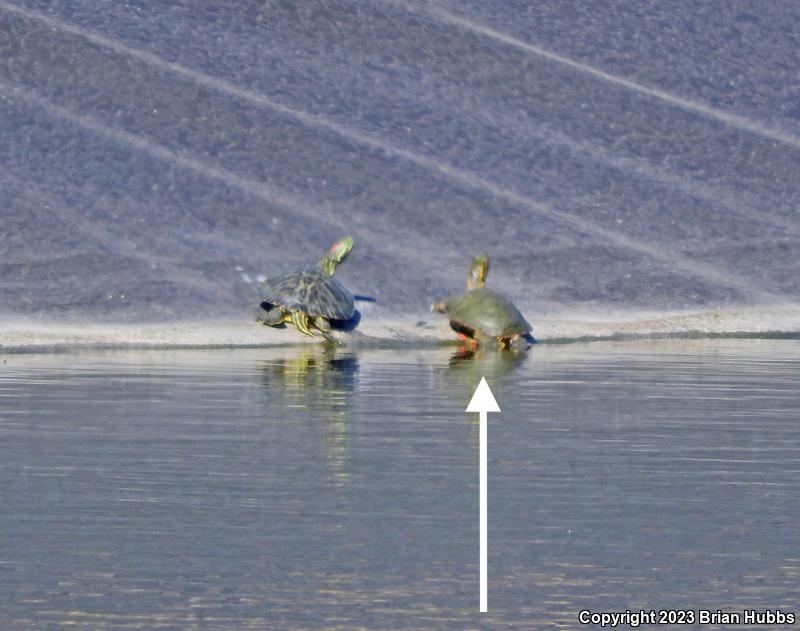 Western Painted Turtle (Chrysemys picta bellii)