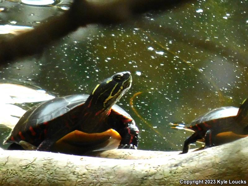 Eastern Painted Turtle (Chrysemys picta picta)