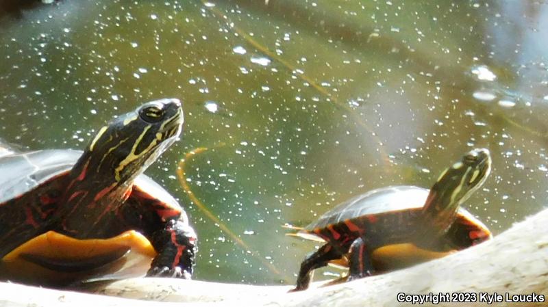 Eastern Painted Turtle (Chrysemys picta picta)